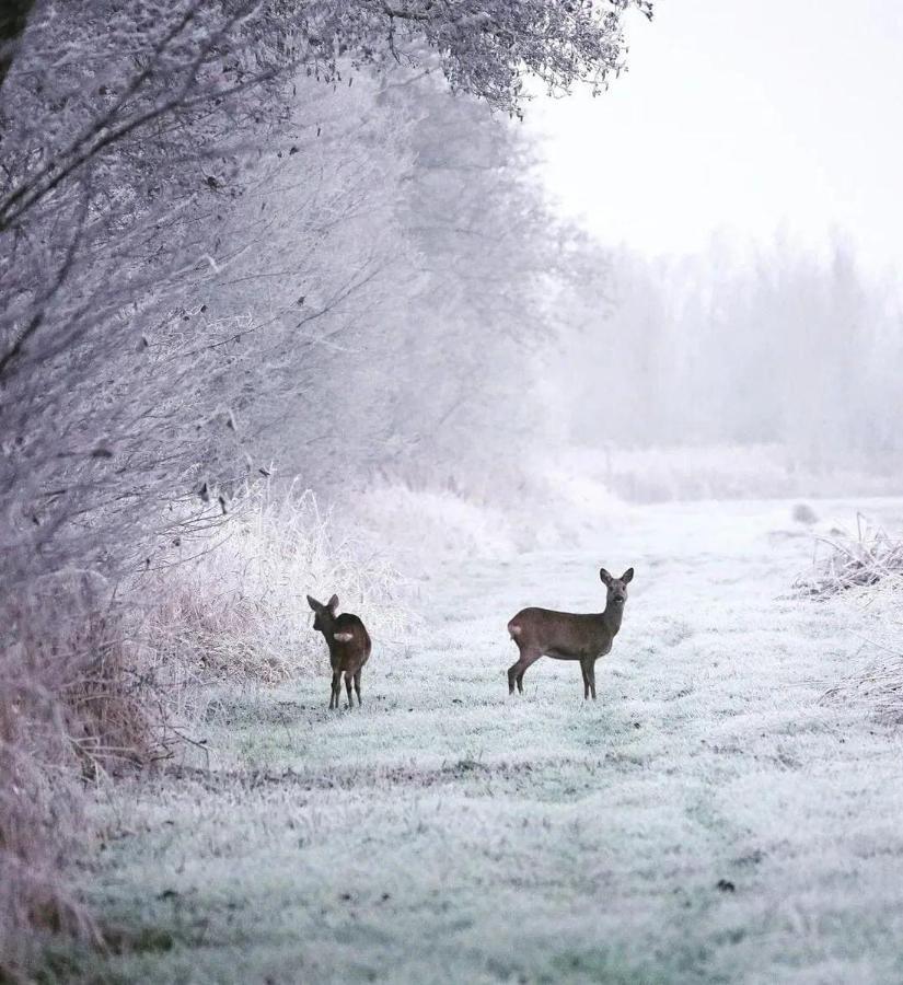 Prive In Een Bosrijke Omgeving Welkom Bij Gastenverblijf Het Ontsnapte Schaap In Jubbega Kültér fotó