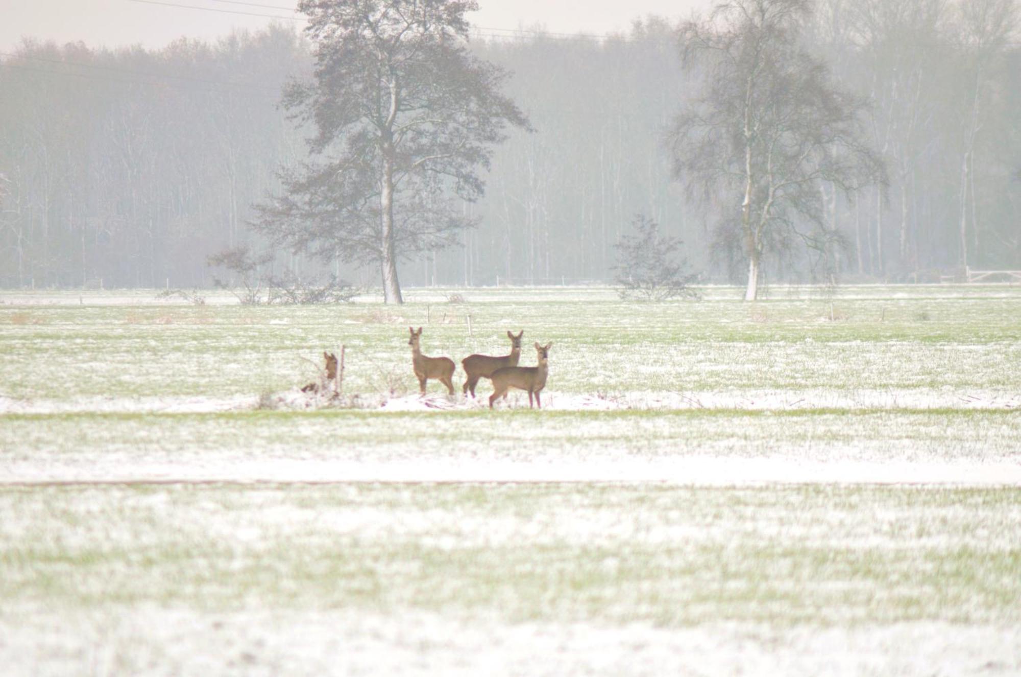 Prive In Een Bosrijke Omgeving Welkom Bij Gastenverblijf Het Ontsnapte Schaap In Jubbega Kültér fotó